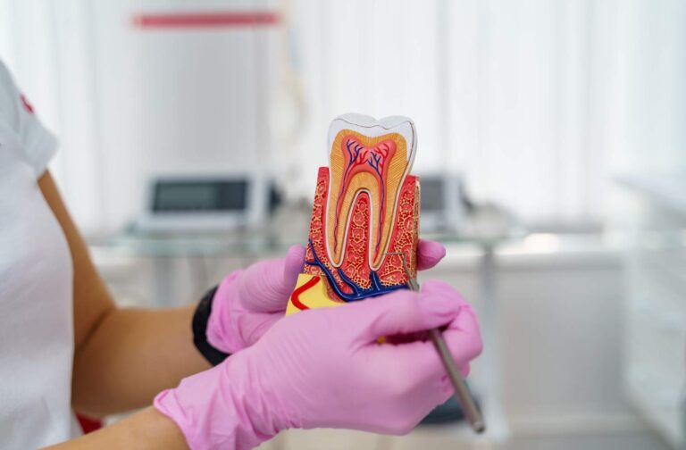 Dentista sujetando un modelo de diente que muestra la pulpa y los conductos