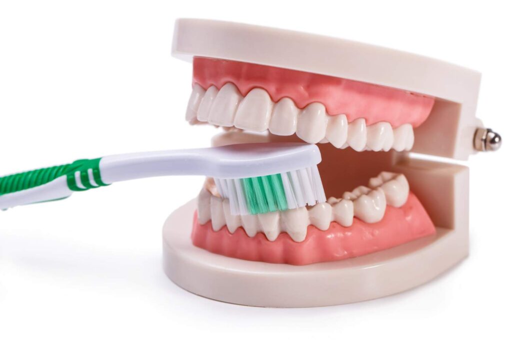 Modelo de dentadura con un cepillo de dientes para explicar el cuidado de las encías